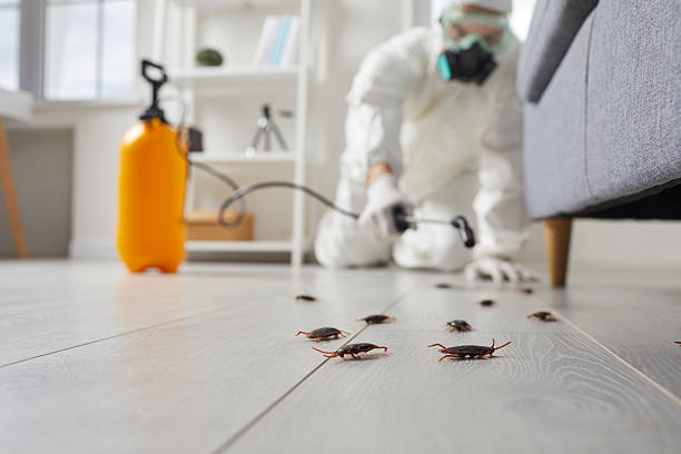Commercial Rodent Management in Highlands